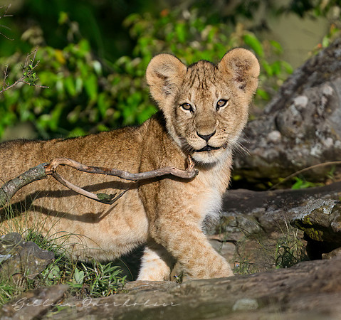 LIon Cub