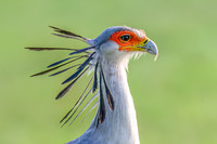Secretary Bird