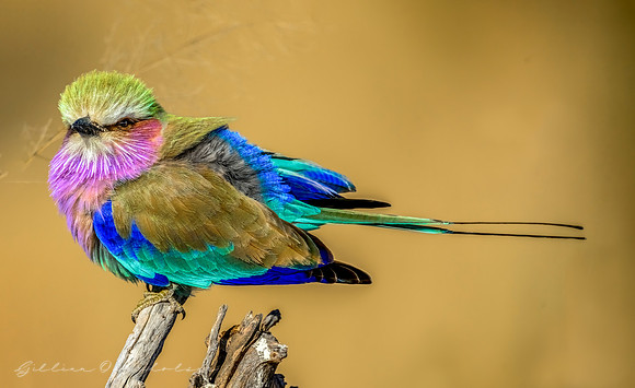 Lilac Breasted Roller