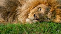East Africa