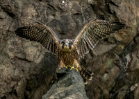 Juvenile Peregrine