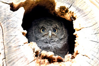 Sreech Owlet