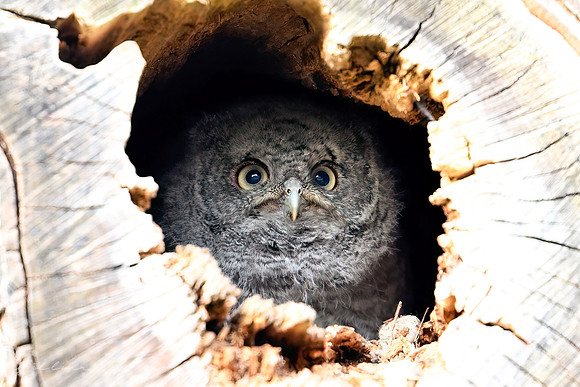 Sreech Owlet