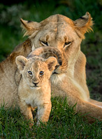 Mother Lion and Cub