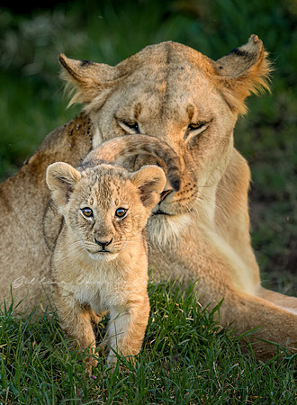 Mother Lion and Cub