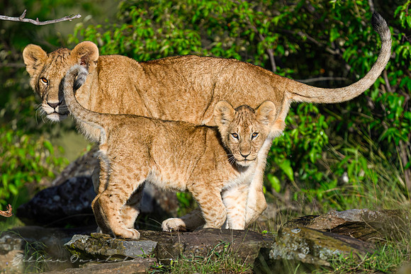 LIon Sibliings