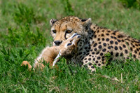 Cheetah