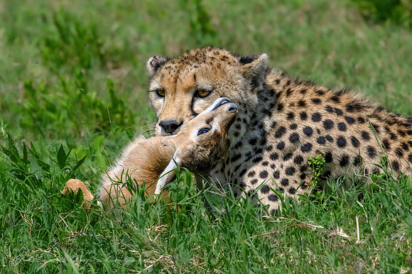 Cheetah