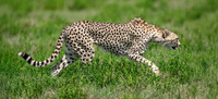 Cheetah