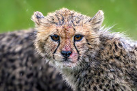 Cheetah Cub