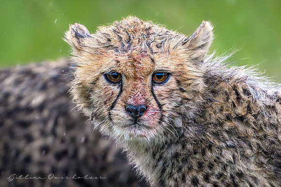Cheetah Cub