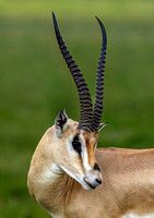 Gazelle