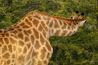 Giraffe in Acacia Thorns