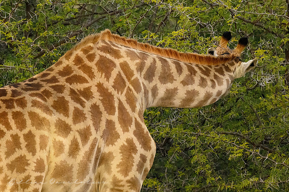 Giraffe in Acacia Thorns