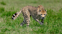 Cheetah