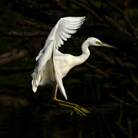 Little Blue Heron