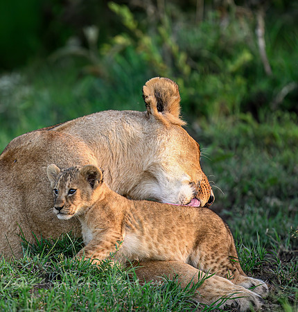 Mother Lion and Cub