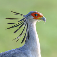 Secretary Bird
