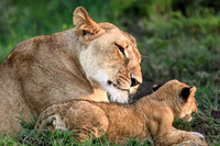 Mother Lion and Cub
