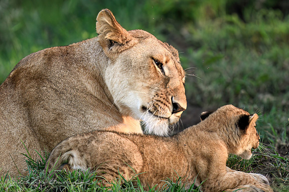 Mother Lion and Cub
