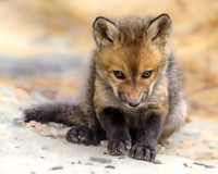Fox Kit