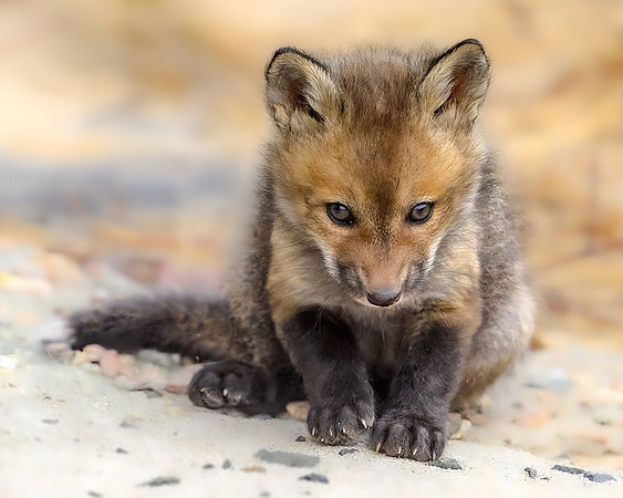 Fox Kit