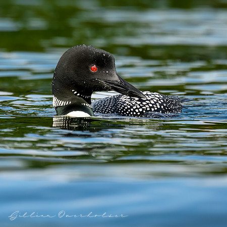 Loon Parent