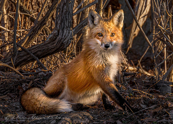 Red Fox