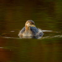 Grebe