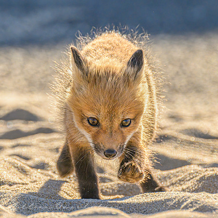 Fox Kit