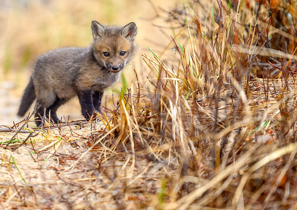 Fox Kit