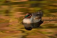 Green Winged Teal