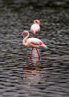Flamingos