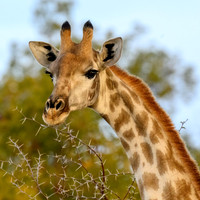Giraffe in Acacia Thorns